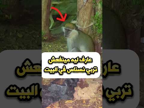 خطوره النسناس
