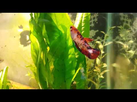 Watching the Fish enjoy the new plants