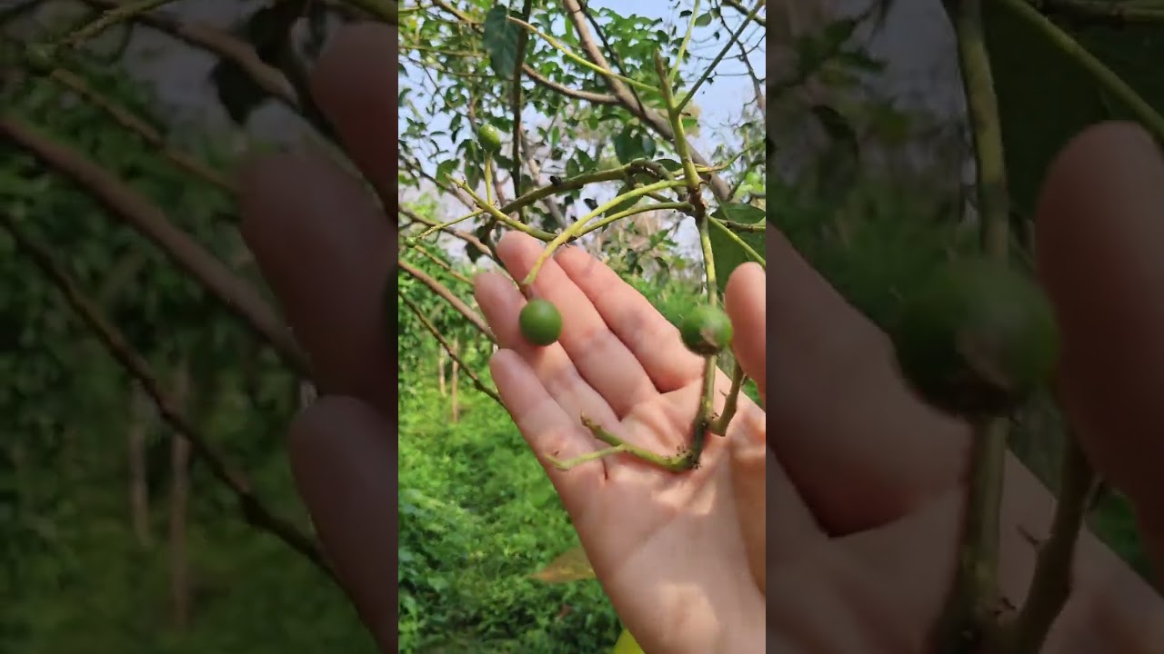 การดูแลอะโวคาโดช่วงเข้าผล