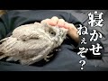 夜23時に飼い主が寝ようとすると、急に遊び出すフクロウがこちらです…