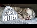 Day 3 - Happy Kitten | 1 Month Ccomi&#39;s Kitten Vlog