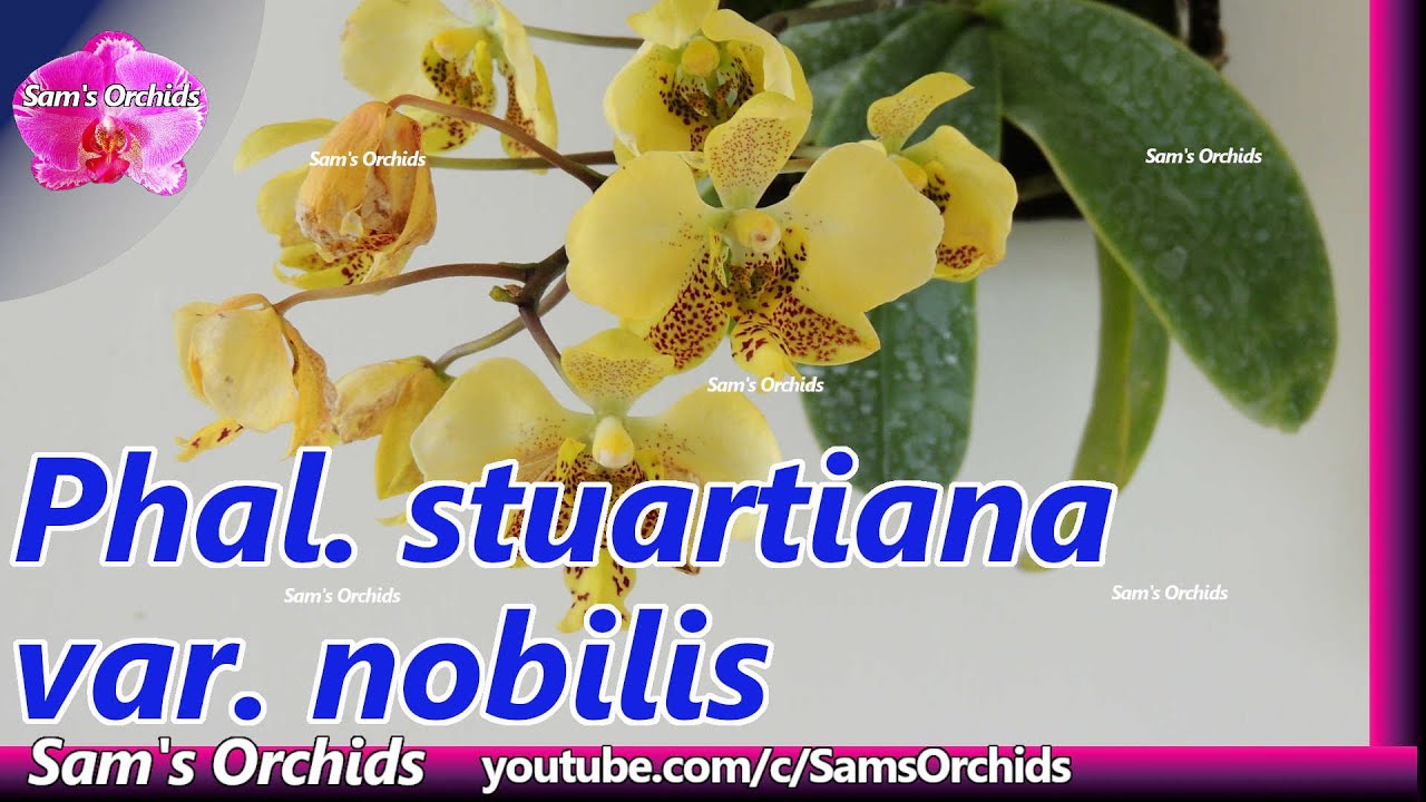 Phalaenopsis stuartiana var nobilis 'Wilson' Fragrant Phal species WP2018 spike!