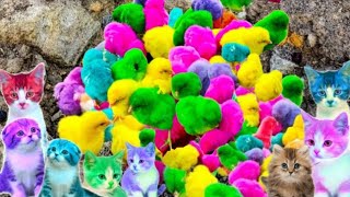 Tangkap Ayam Lucu, Ayam Warna Warni, Ayam Rainbow Gokil, Kelinci, Bebek, ikan hias, Animal Cute 334 by Rumah Sato  12,749 views 5 months ago 6 minutes, 28 seconds