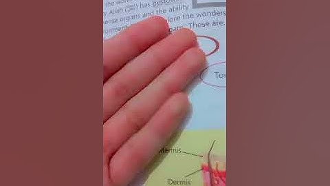 Chapter 3 /Part 1 /Page 26/Wonderful video/Class 6/Afaq sun series science/MDKA OFFICIAL/