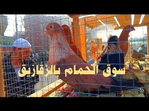 حلقة سوق الحمام بالزقازيق تعرف على الانواع والاسعار الجمعة 5 9 2025