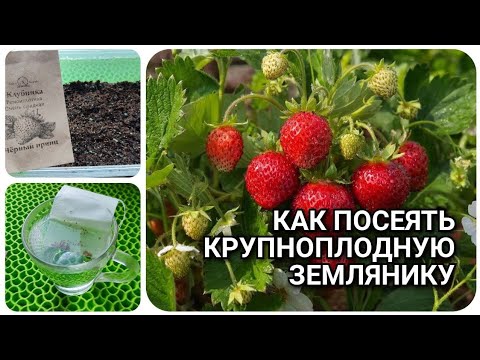My method for sowing strawberries in winter: we harvest the berries in summer 🍓