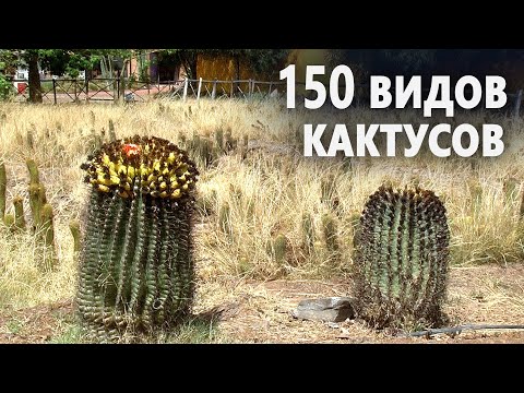 В Марокко туристов привлекает один из крупнейших в Африке сад кактусов