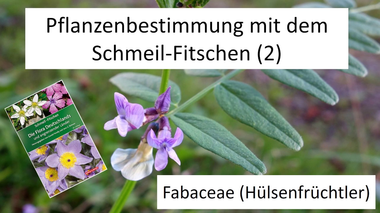 Pflanzenbestimmung Mit Dem SCHMEIL FITSCHEN 2 Fabaceae pflanzenbestimmung-mit-dem-schmeil-fitschen-2-fabaceae