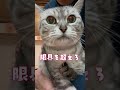 分かりやすくイカ耳する #猫好きさんと繋がりたい #猫#vlog
