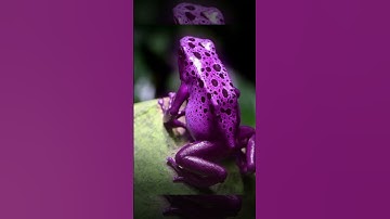 10 Loài Động Vật Có Nọc Độc Mạnh Nhất Thế Giới Phần 1