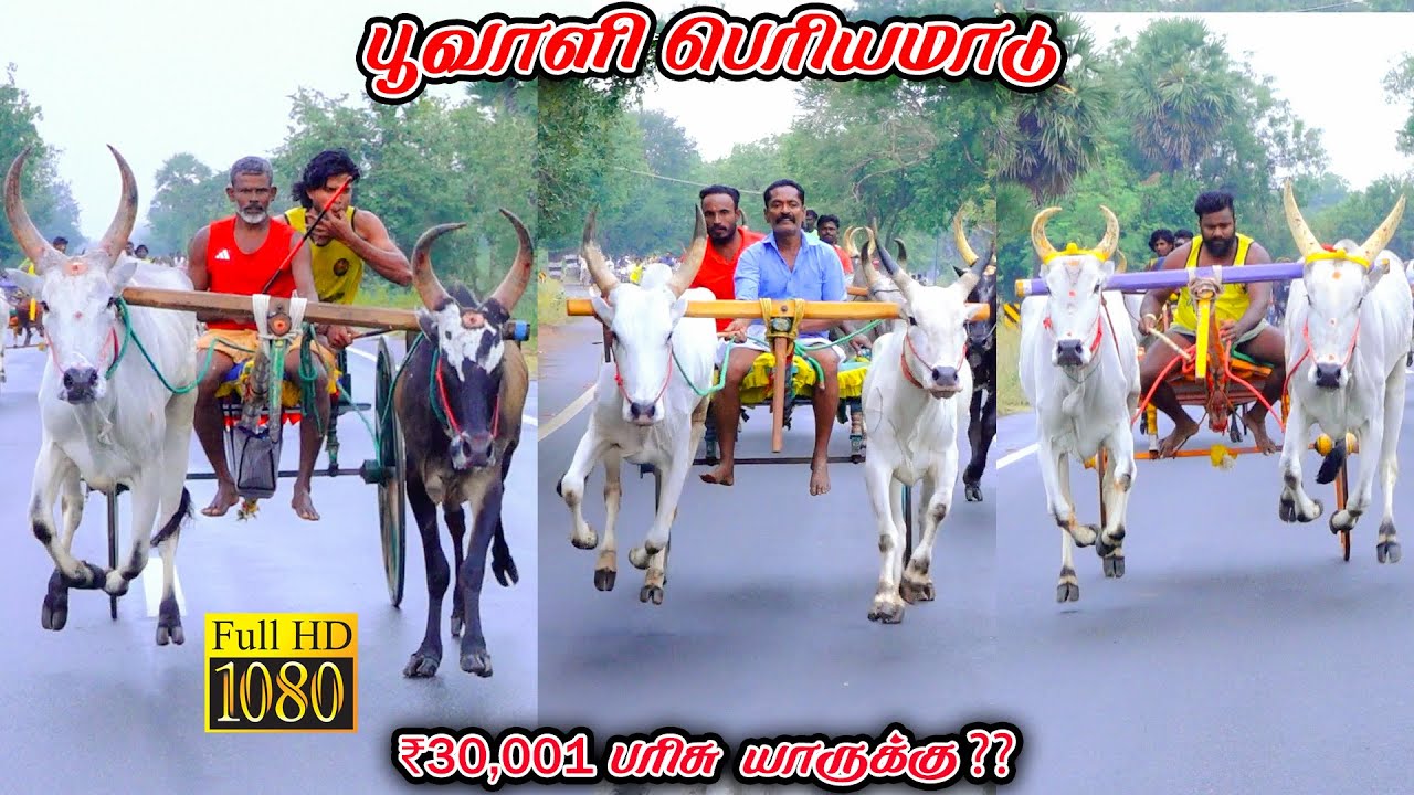 பூவாளி பெரியமாடு-பந்தயம்_10.01.2026_V_Photography