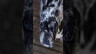 10 Spotted Dogs. CHOOSE ONE!