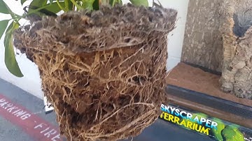 Complete , Beautiful Arboreal Reptile Setup (green tree pythons, day geckos, etc) - LLLReptile