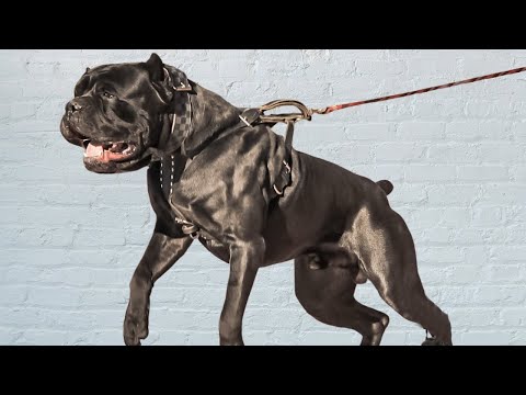 Cane Corso For 1st Time Owner : is it safe?