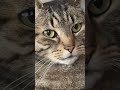 「このクラスでは、くだらない杖振りや愚かな呪文は一切なしだ。」