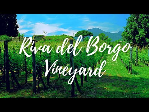Riva del Borgo Vineyard & Agriturismo | Province of Pavia, Italy