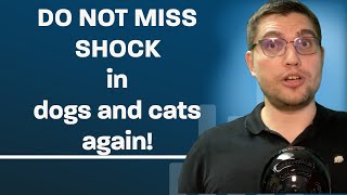 How to diagnose shock in dogs and cats