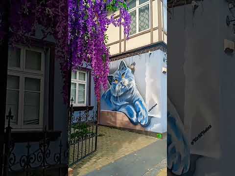 Зеленоградск, столица кошек.