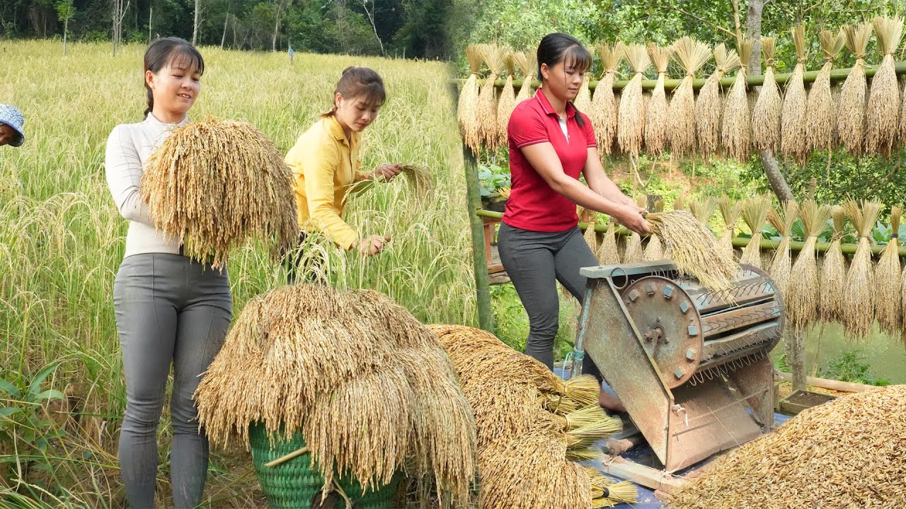 おんりー おらふくん コースター 最初期 セット Harvest lots of gourds from farmers to sell / Agricultural