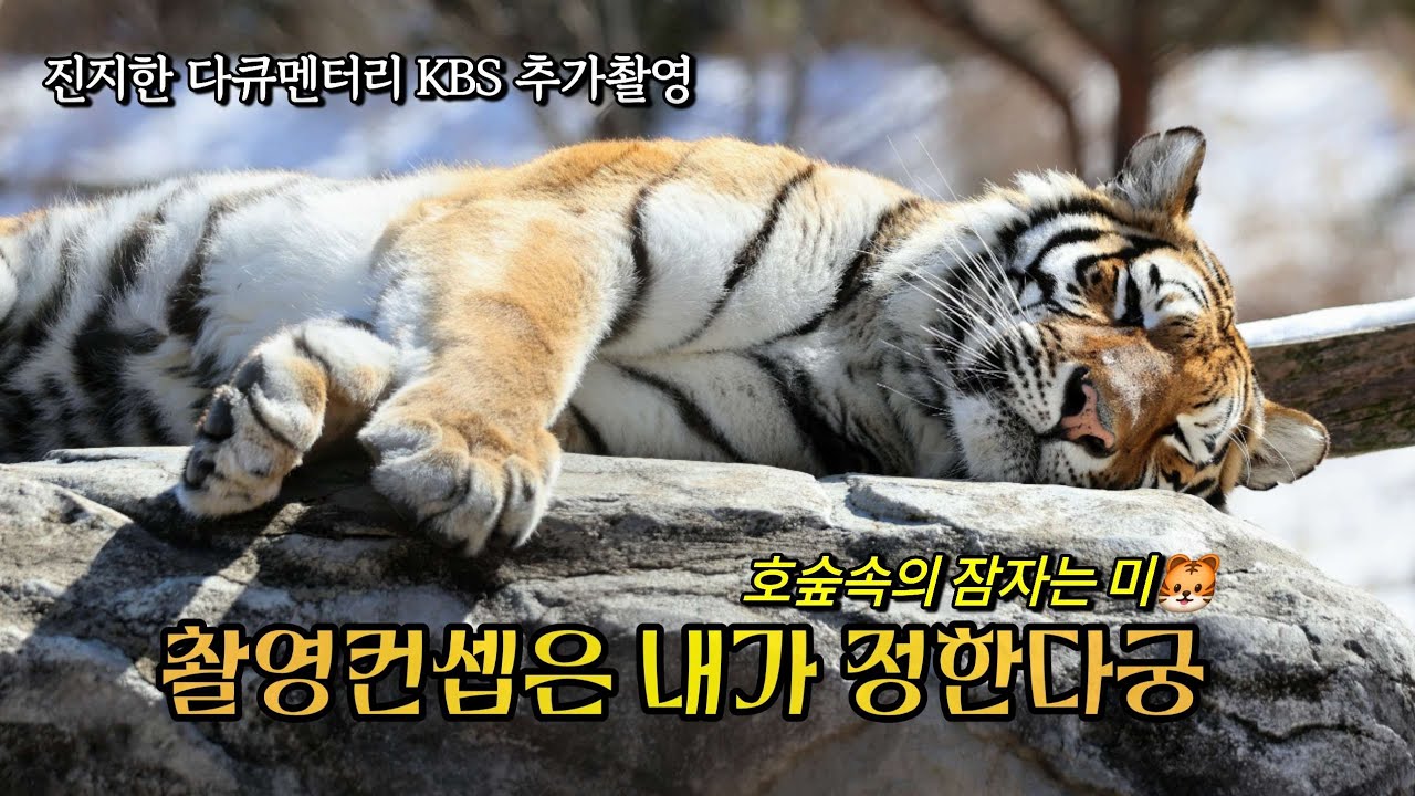[2026,2,25]🐯 [단독촬영] 진지한 다큐멘터리 추가촬영에🎥 이쁘고 귀엽운 설숲❄️ 슈스호랑이 무궁씨 💓