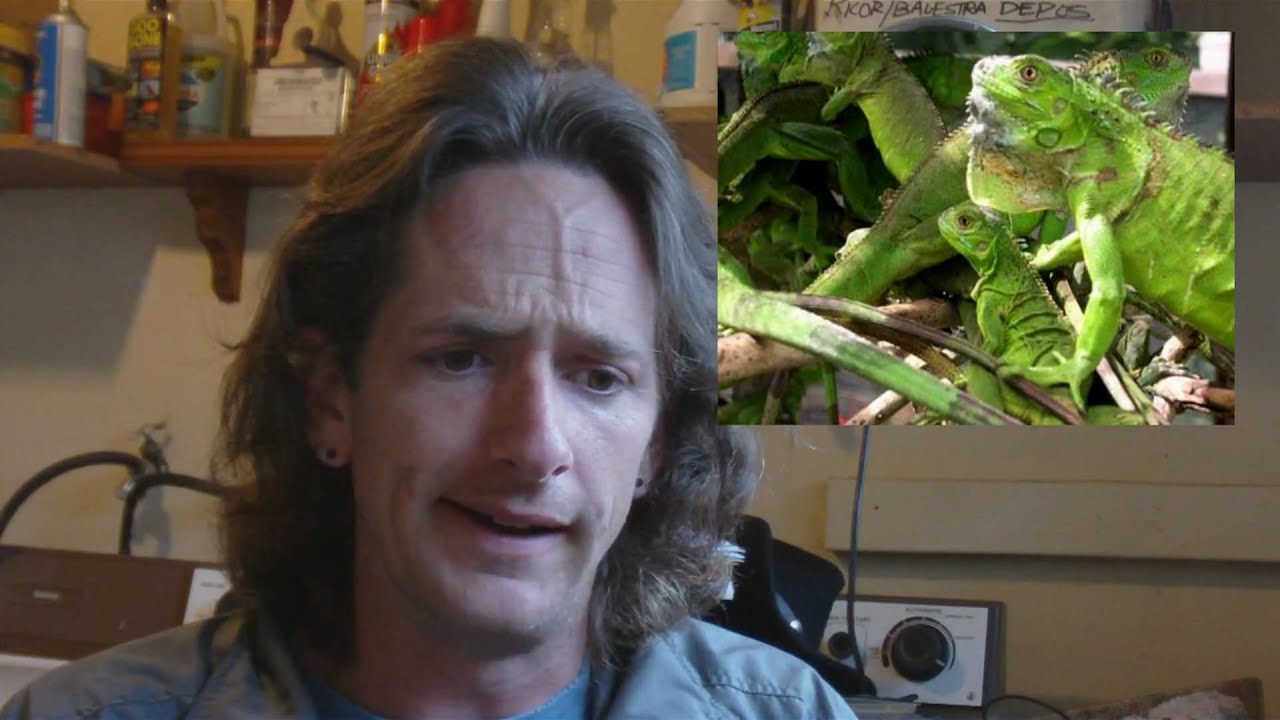 nightshade berries Reptile News: Iguana in jail after Croc ban