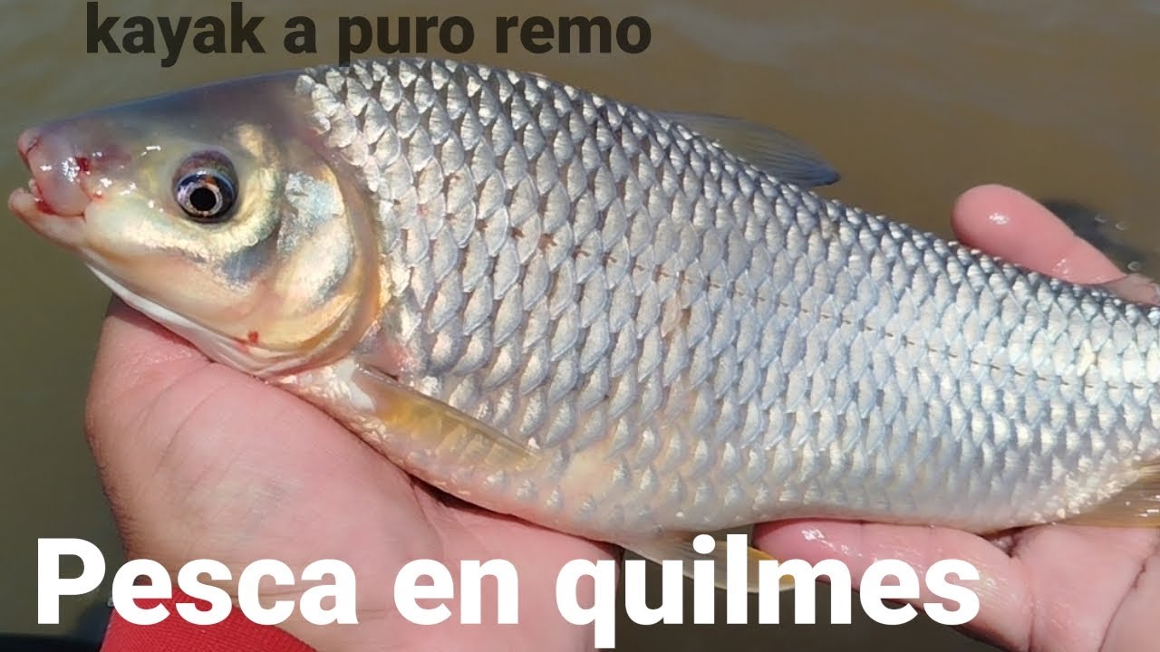 Pesca en quilmes/río de la plata
