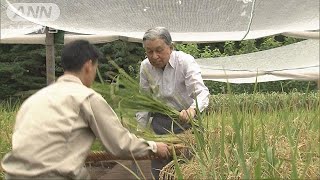 天皇陛下　最後の稲刈り　来年4月の退位を控え(18/09/13)