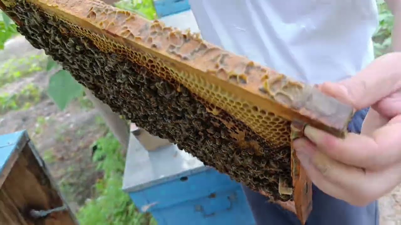 Otvodkadagi ona arilarni tekshirish (28-aprel 2024-yil)