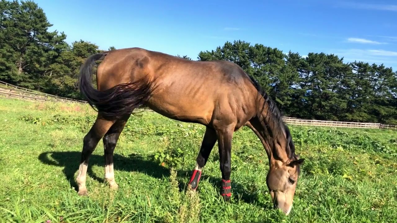 黄金の馬 アハルテケに会いました 馬の未来に彩りを
