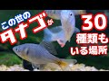 スゴイ種類のタナゴが釣れる夢のような場所を訪問しました/日本産タナゴ全種類が繁殖中なんです！※天然記念物以外【淡水魚水槽/アクアリウム】