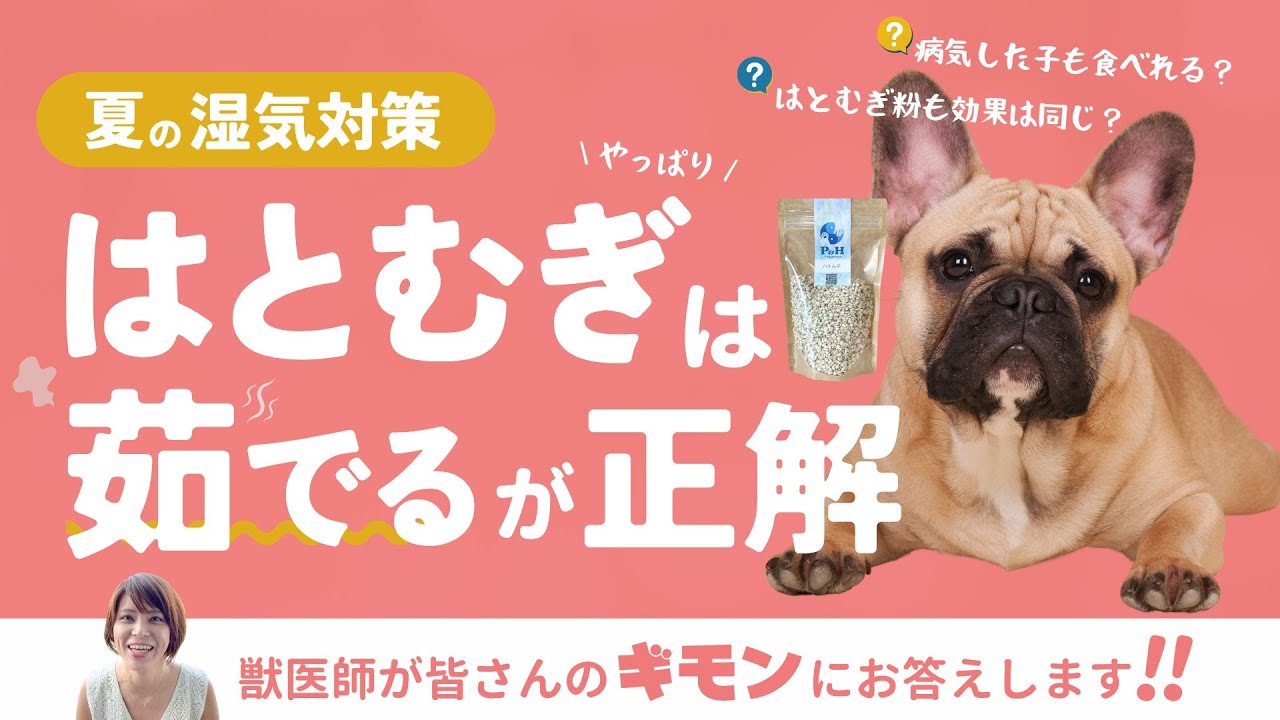 【獣医師がギモンに答える】続・夏の湿気対策！はとむぎ粉の利水効果はアリ？ナシ？