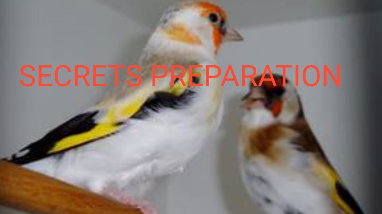 السر وراء تحضير جيد للحسون و الكناري LES SECRETS DE LA PREPARATION DES CHARDONNERETS ET CANARIS