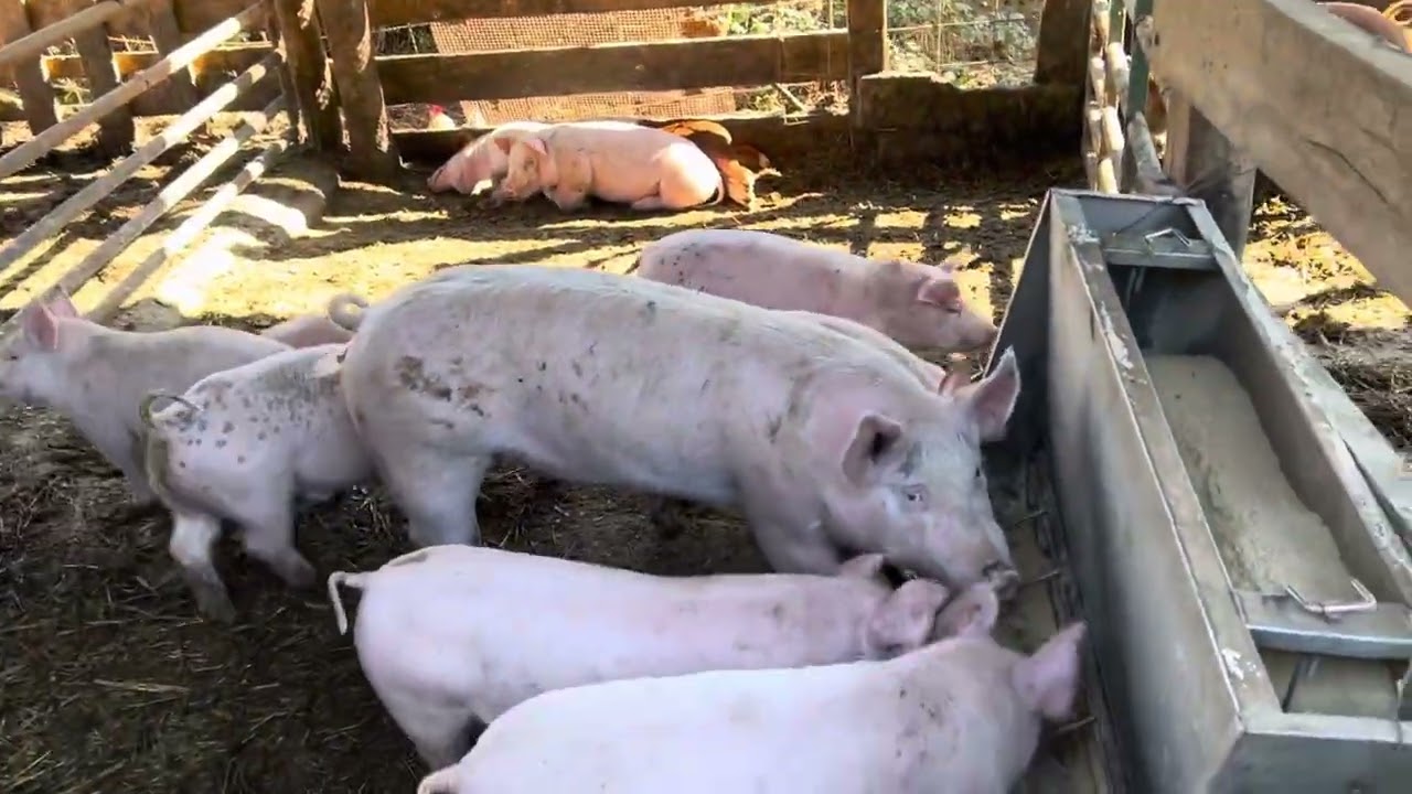 Con mis amigos,￼ Melonitas￼