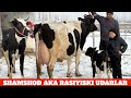 SHAMSHOD AKA JANGDA RASIYISKI BOLASI BUQA SIGIRLAR