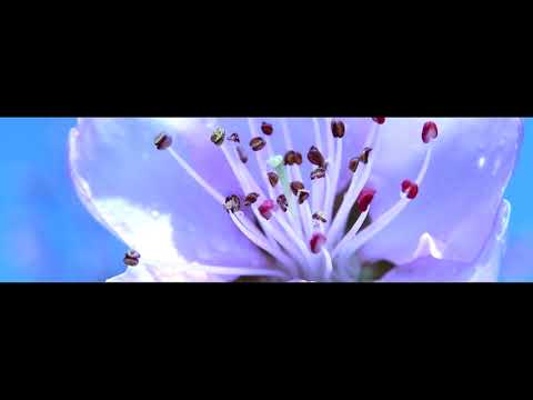 По садочку ходжу ( Українські пісні )