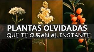 20 Plantas Medicinales Olvidadas Que Te Sanarán al Instante