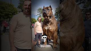 Cute to Powerful: Dog &amp; Cat Transformation