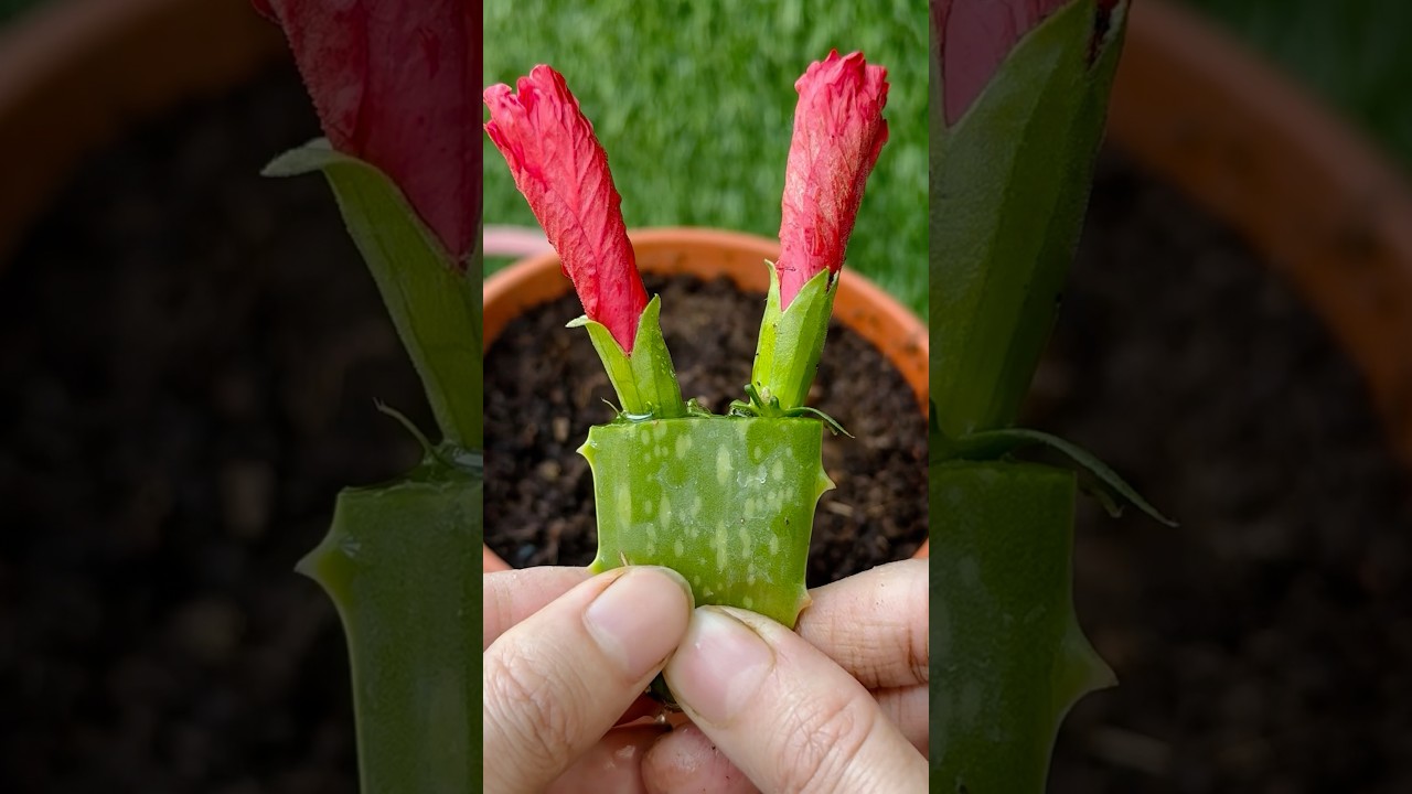 Propagation Of Two Hibiscus Buds In Aloe Vera || #hibiscus #flowers #plants #shortvideo #trending