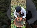 जंगल में पाइन नट्स पाने का नया तरीका 🤯 #pine #nuts