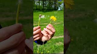 Dandelions are Magic