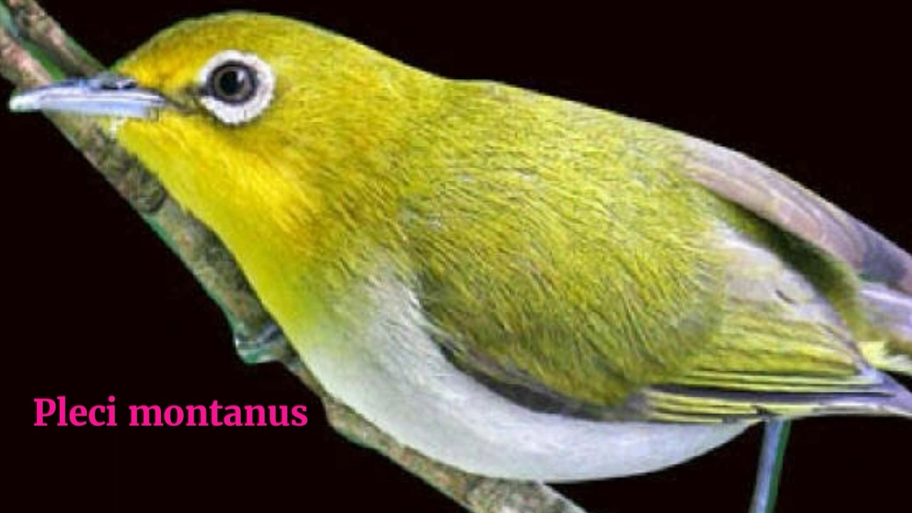 Masteran burung pleci part 2 