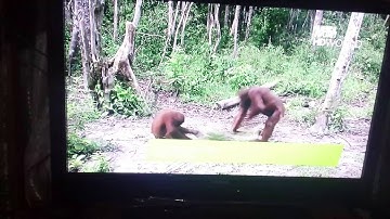 How to add IPTV channel (m3u) files to V7, V8 Golden or super