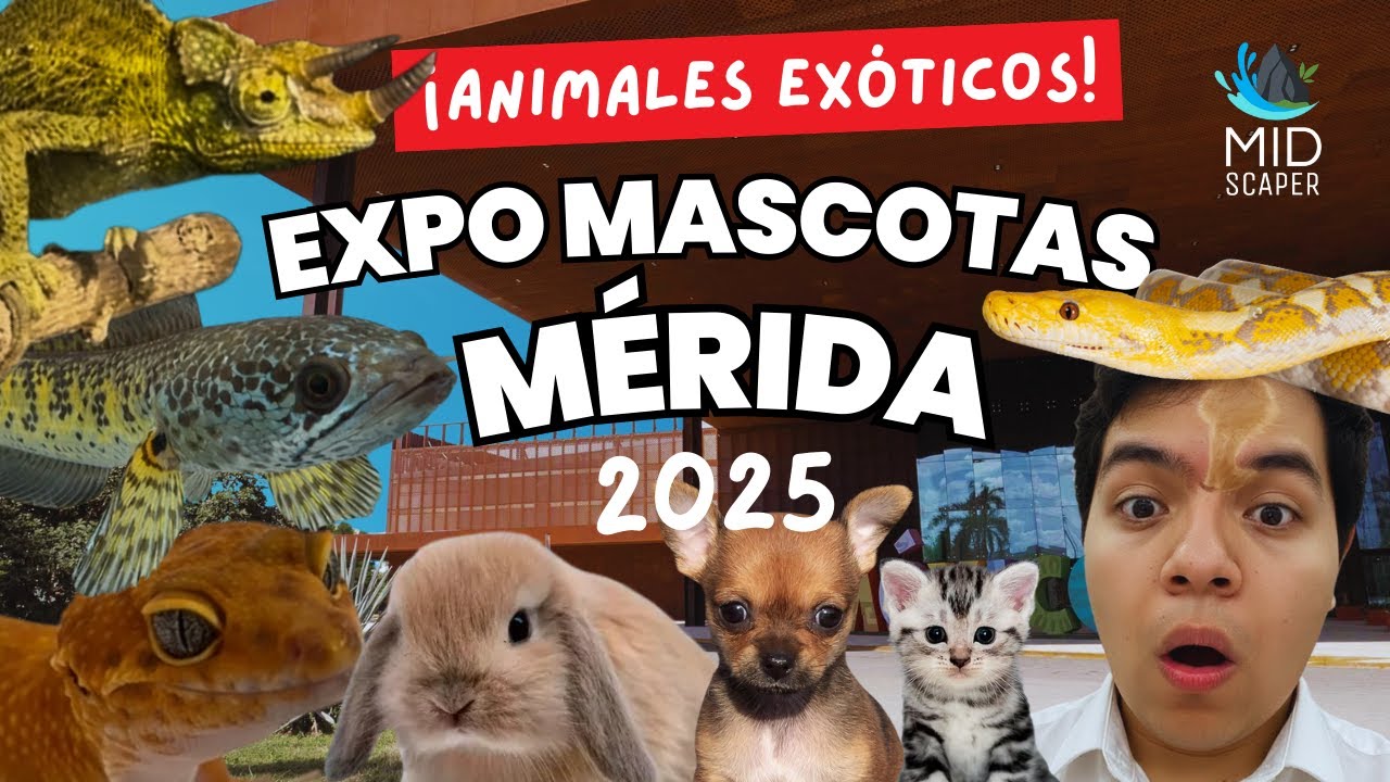 EXPO MASCOTA YUCATÁN 2025 | EXPOSITORES Y ANIMALES EXÓTICOS🐱🦊🐟🐍