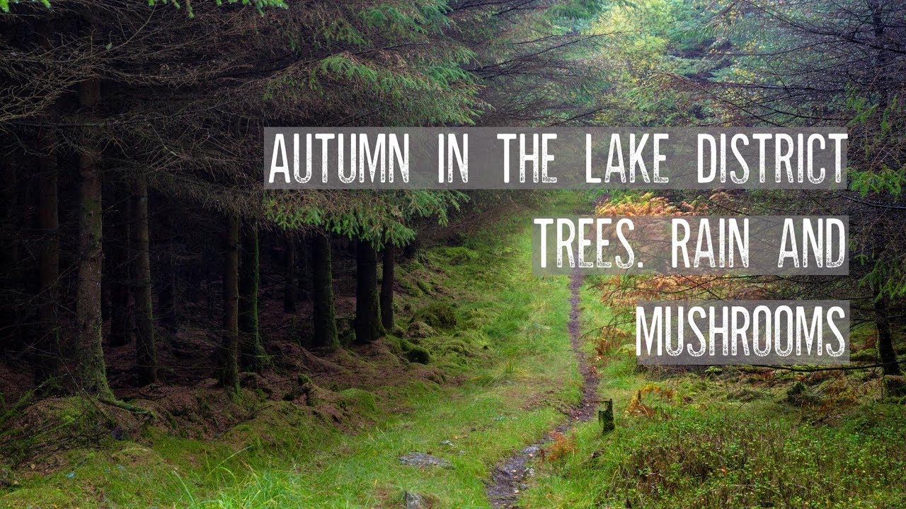 Autumn In The Lake District Woodland Landscape Photography YouTube