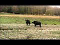 Wild boar fighting