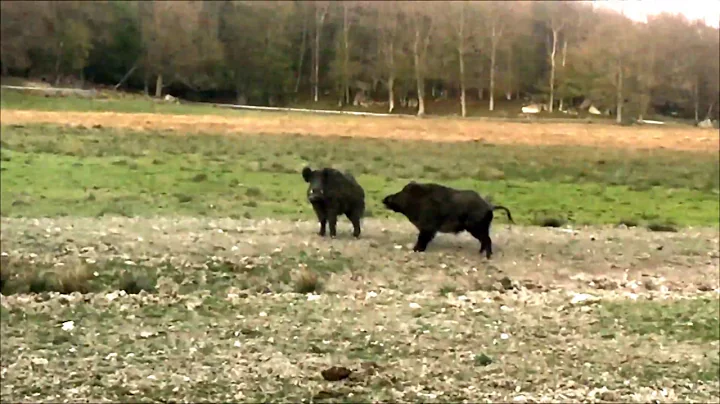 Wild boar fighting
