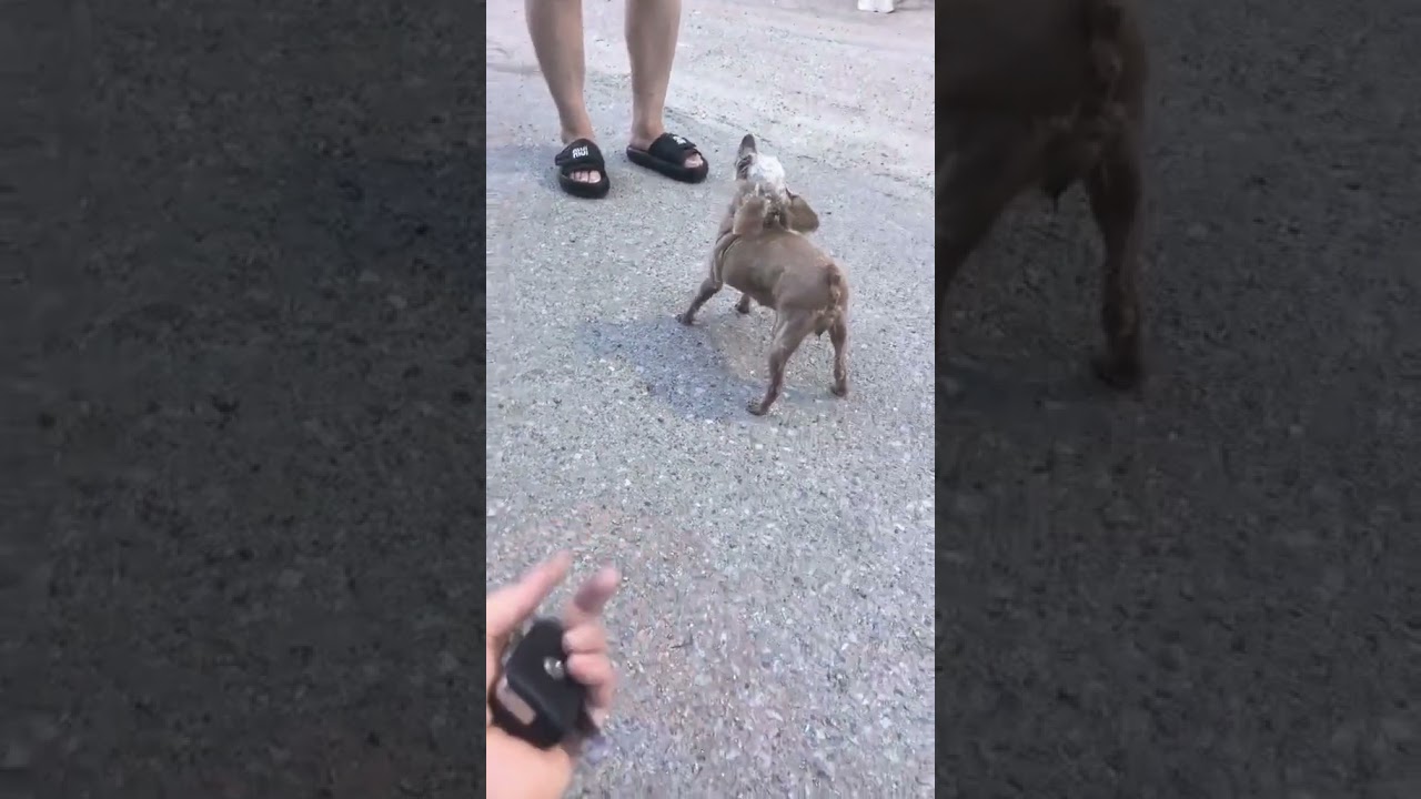 Funniest Dog Reaction EVER 🤣🐾