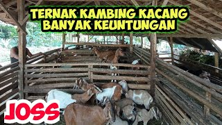 BANYAK KEUNTUNGAN TERNAK KAMBING KACANG  Perawatan Mudah, Siklus Lebih Cepat, Pakan Tidak Merepotkan