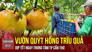 CHÀO XUÂN ẤT TỴ 2025 | Vườn quýt Hồng vàng rực, trĩu quả dịp Tết ngay tại trung tâm Cần Thơ