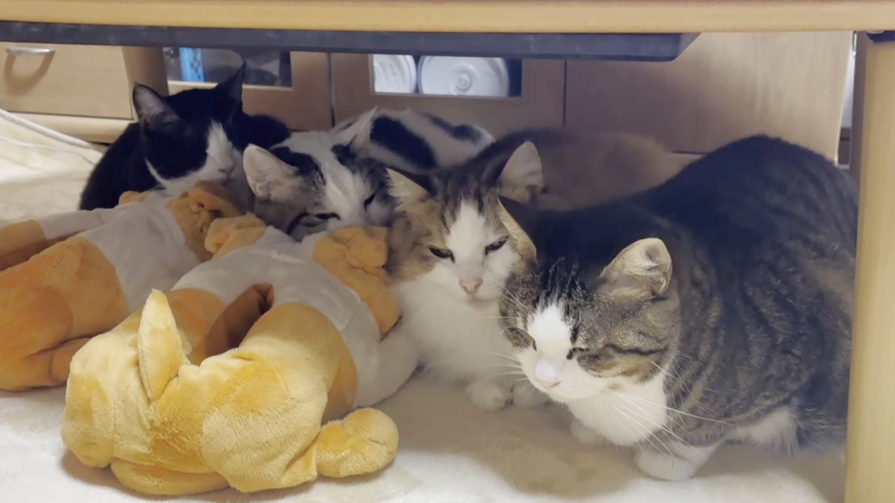 お母さんに群がる猫と、されるがままの大福